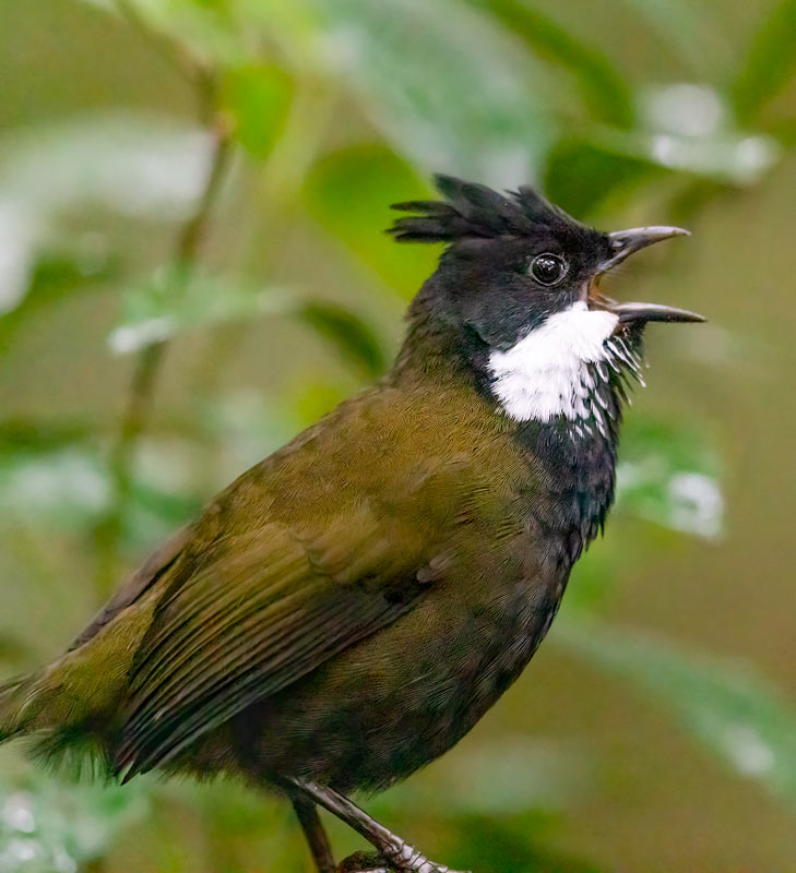 photo of an eastern whipbird, taken by imogen warren, via Wild Ambience