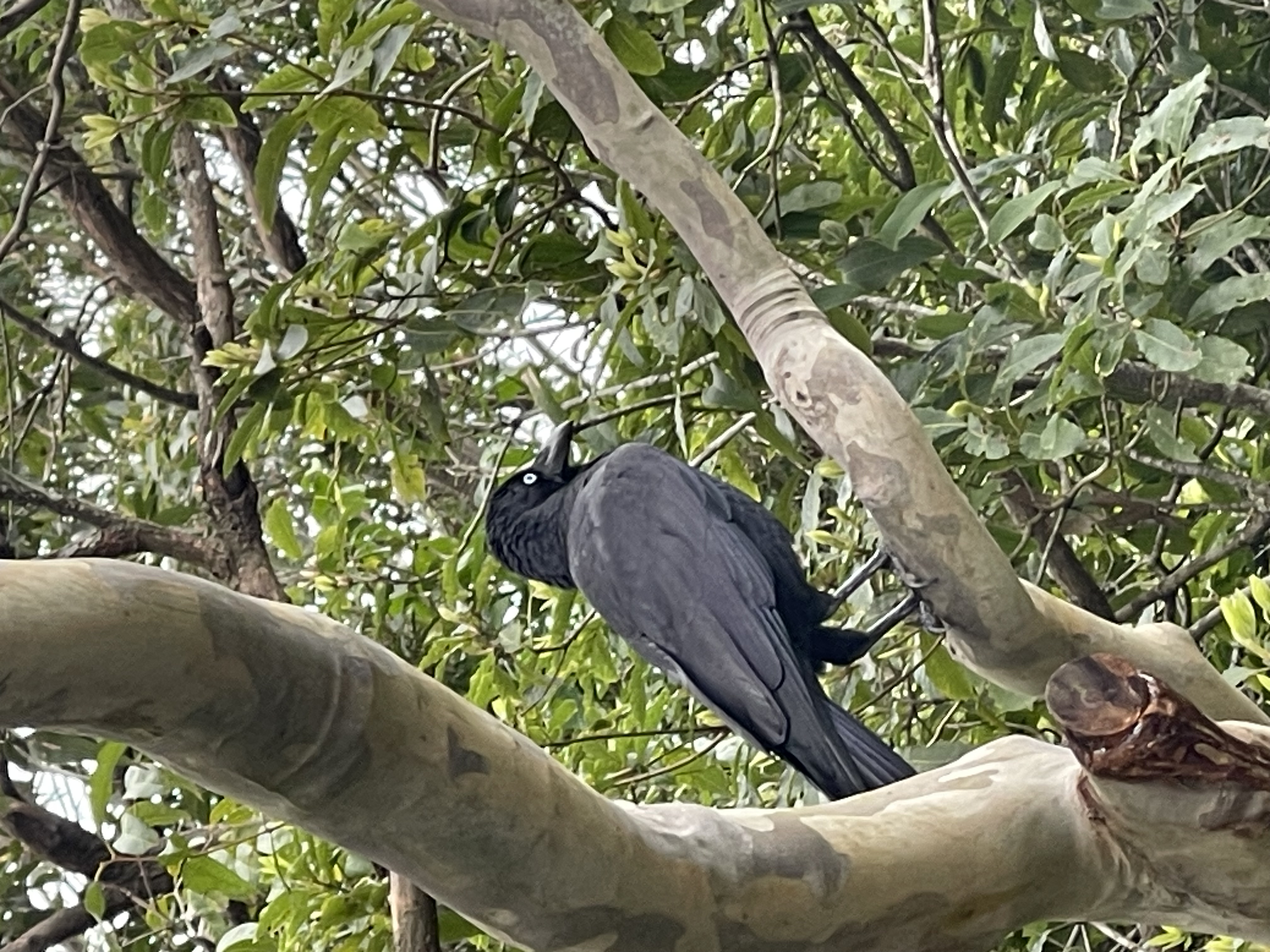 photo of an australian raven, taken on my iPhone