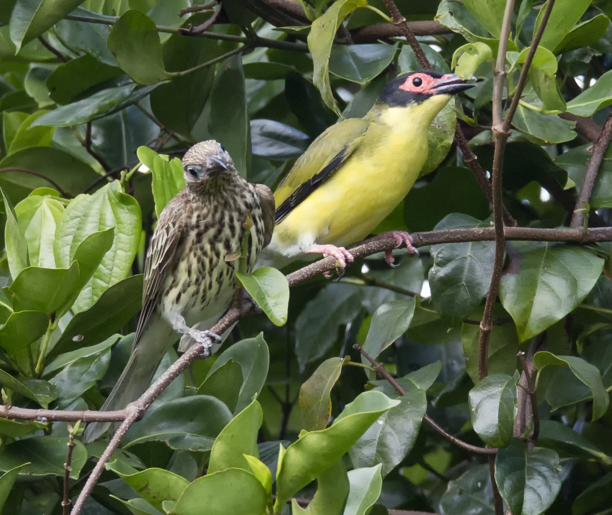 photo of a pair of australasian figbirds by jim bendon, via wikipedia