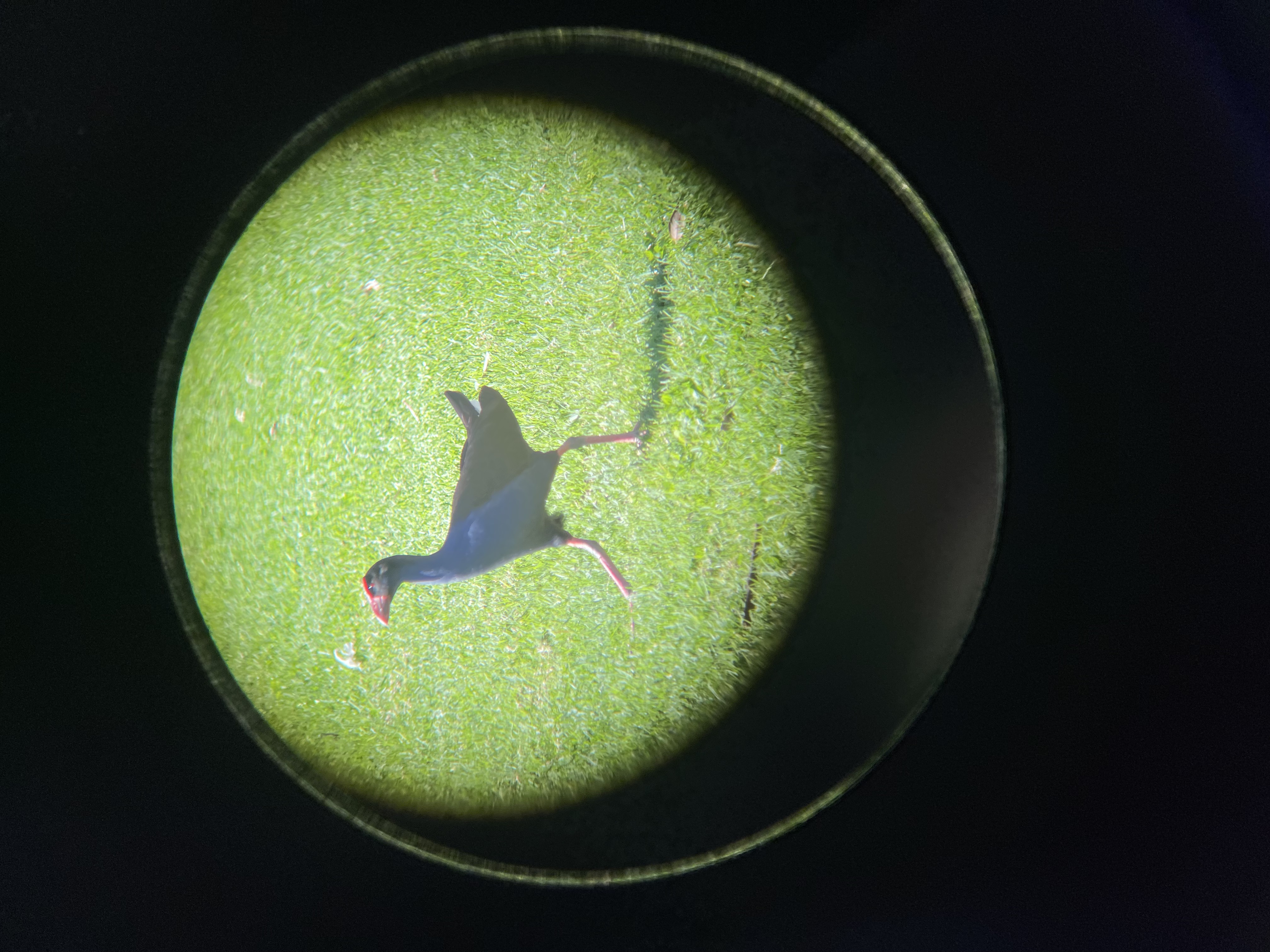 photo of an australasian swamphen, taken on my iphone through my binoculars