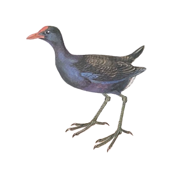 australasian swamphen