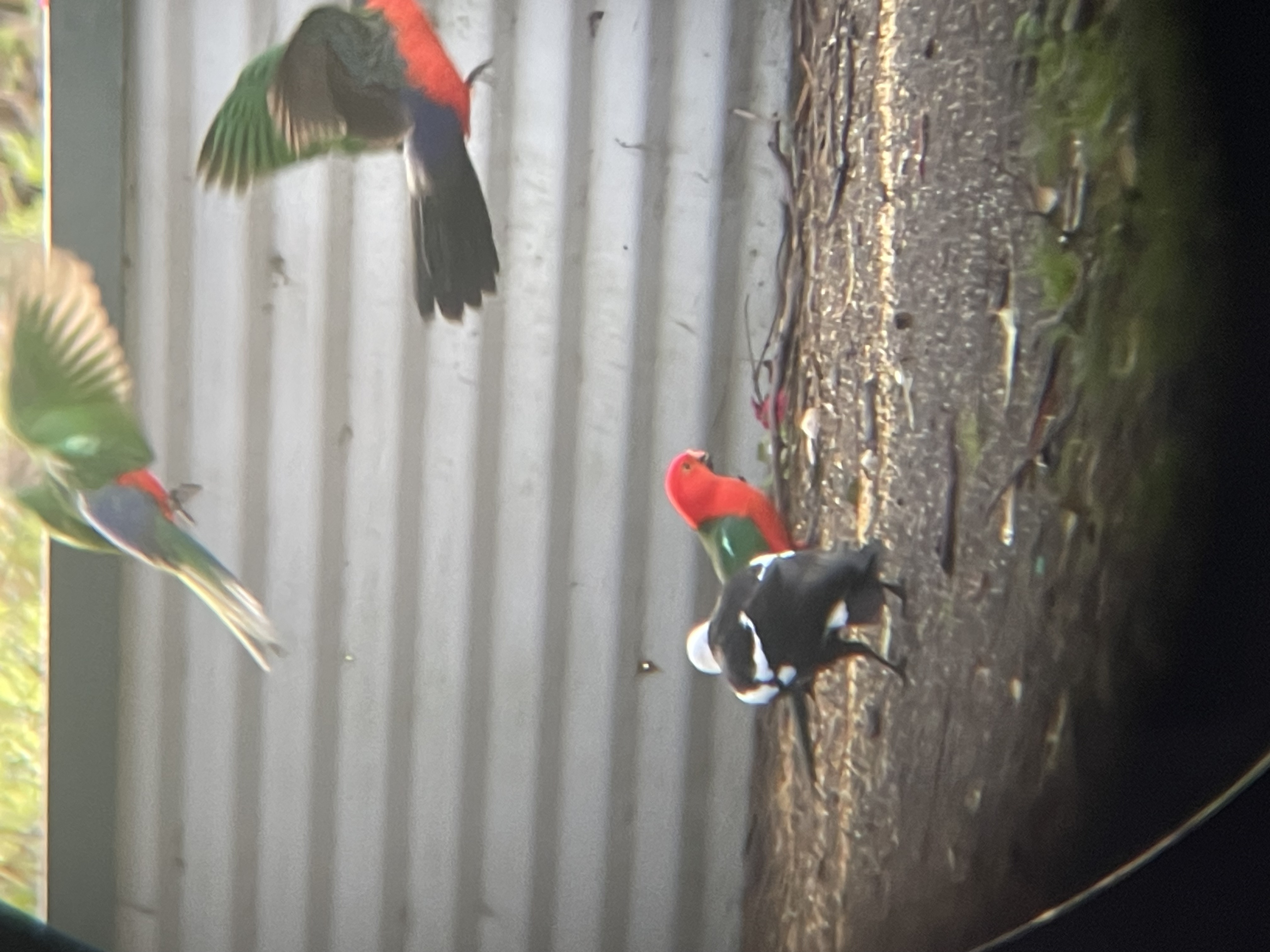 photo of a flock of australian king-parrots, taken on my iPhone through my binoculars