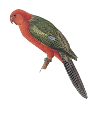 australian king-parrot