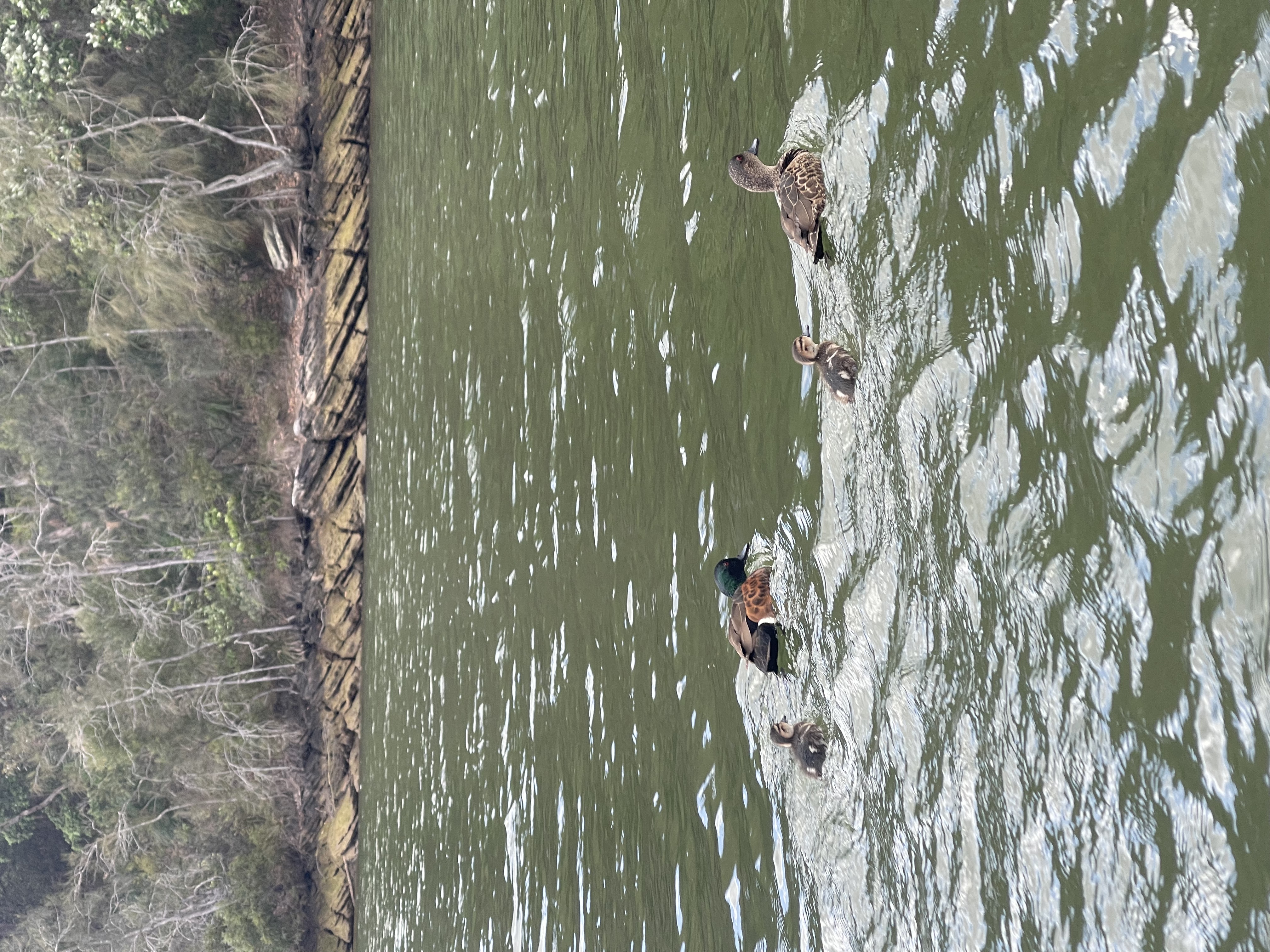 photo of 2 chestnut teals and their ducklings taken on my iphone