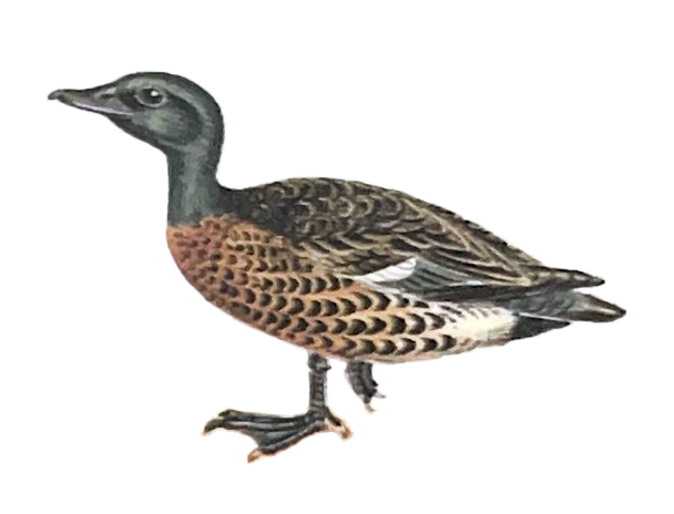 chestnut teal