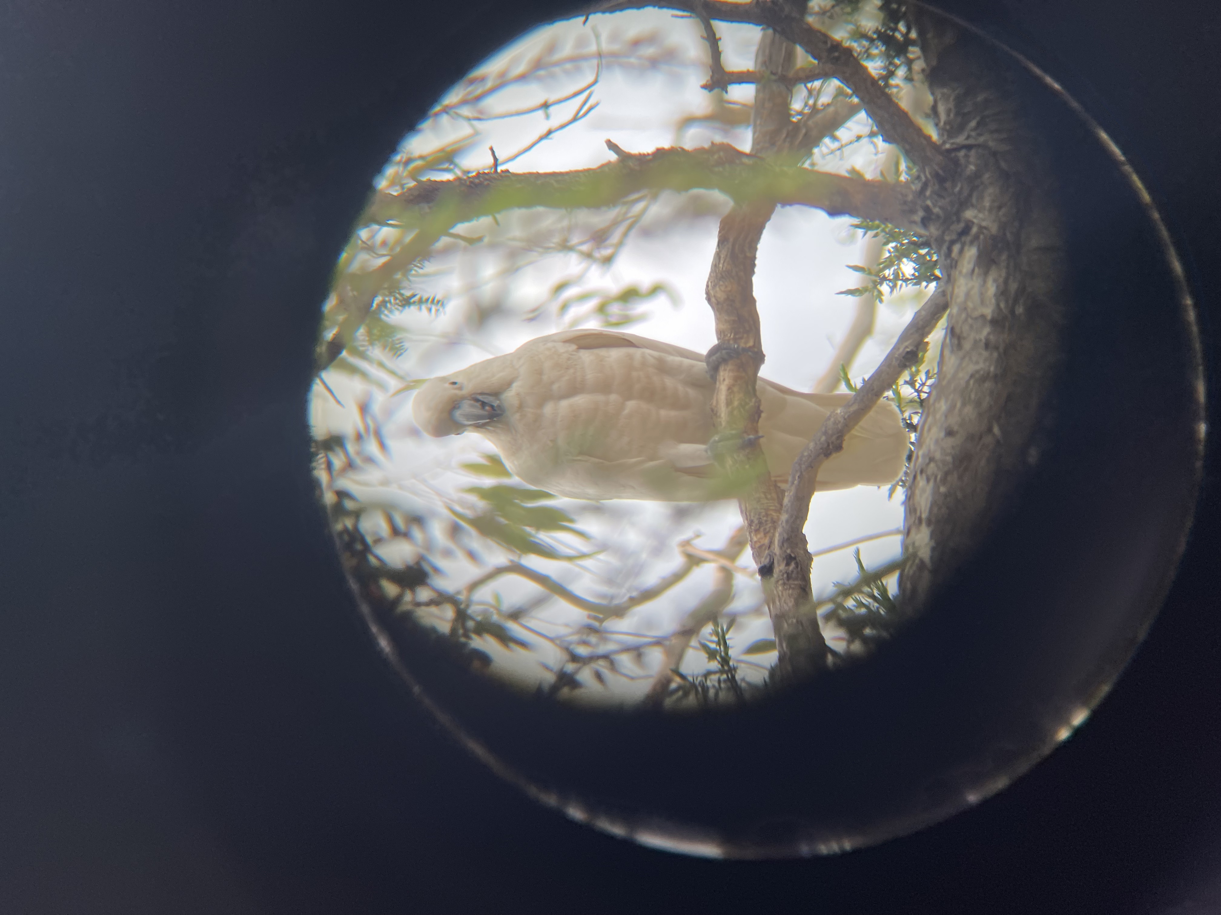 photo of a sulphur-crested cockatoo, taken on my iphone through my binoculars