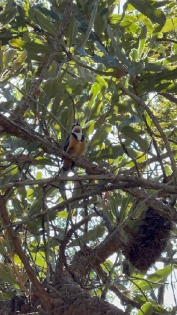 photo of eastern spinebill, taken on my iPhone