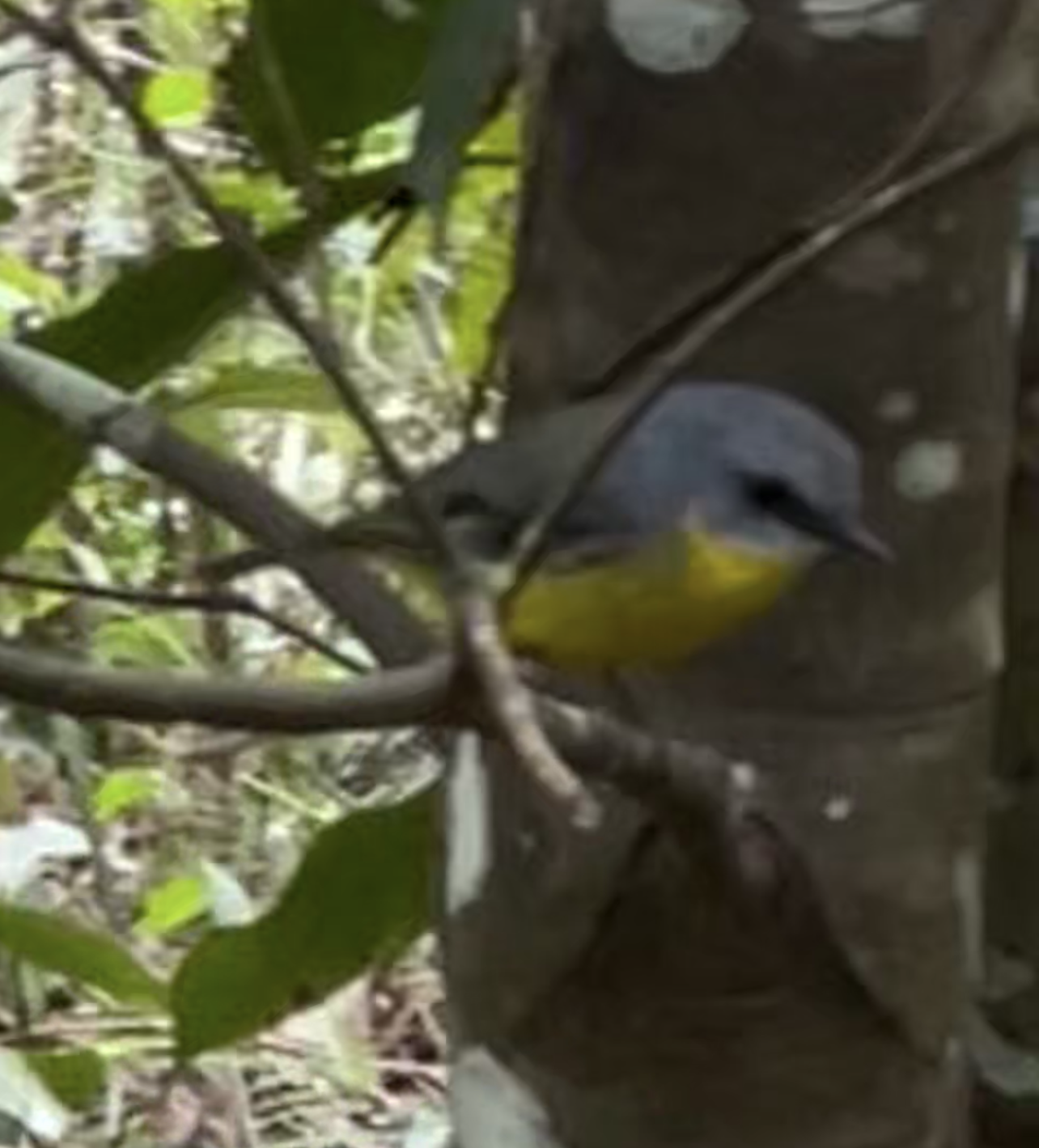 photo of an eastern yellow robin, taken on my iPhone