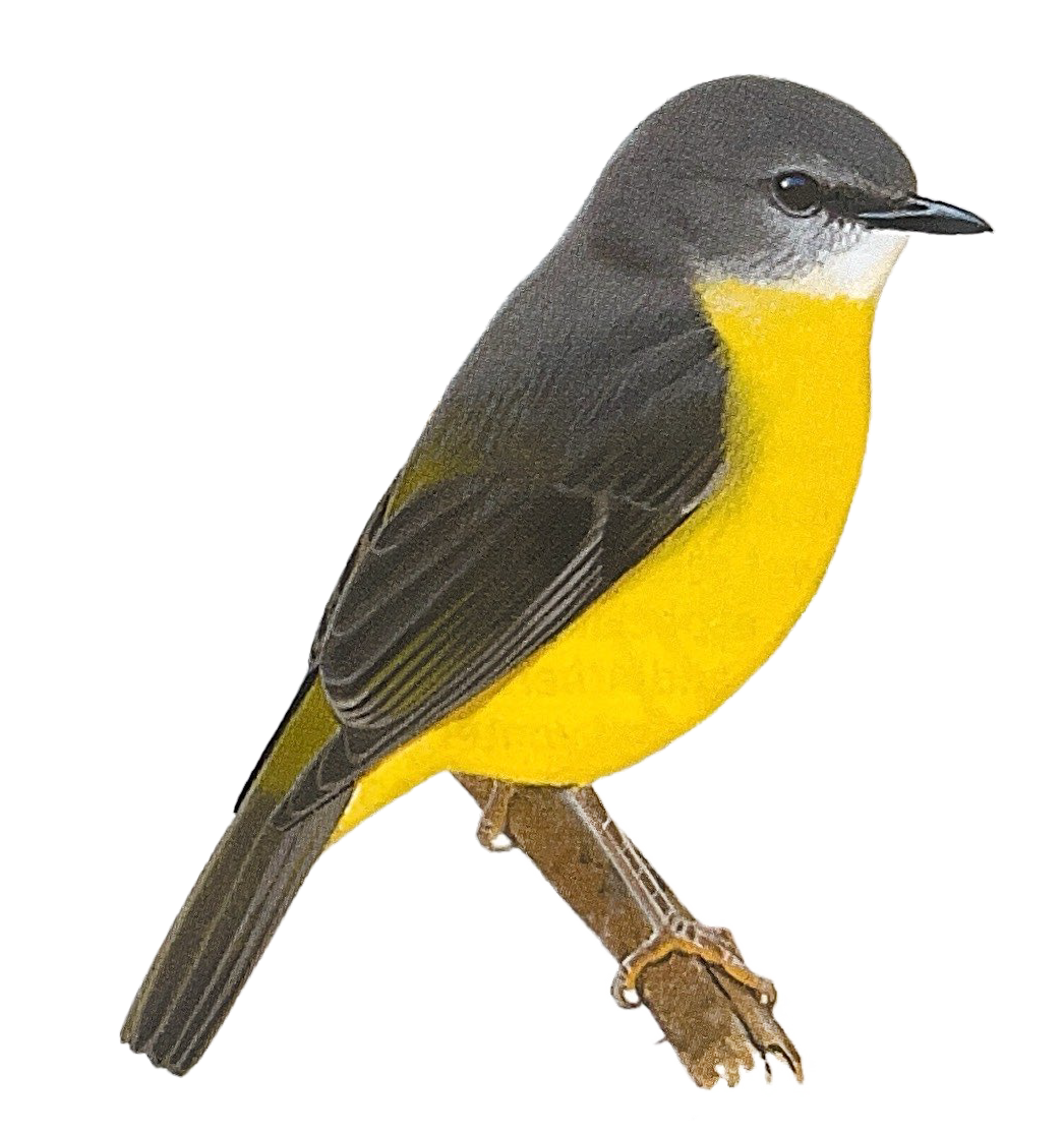 eastern yellow robin