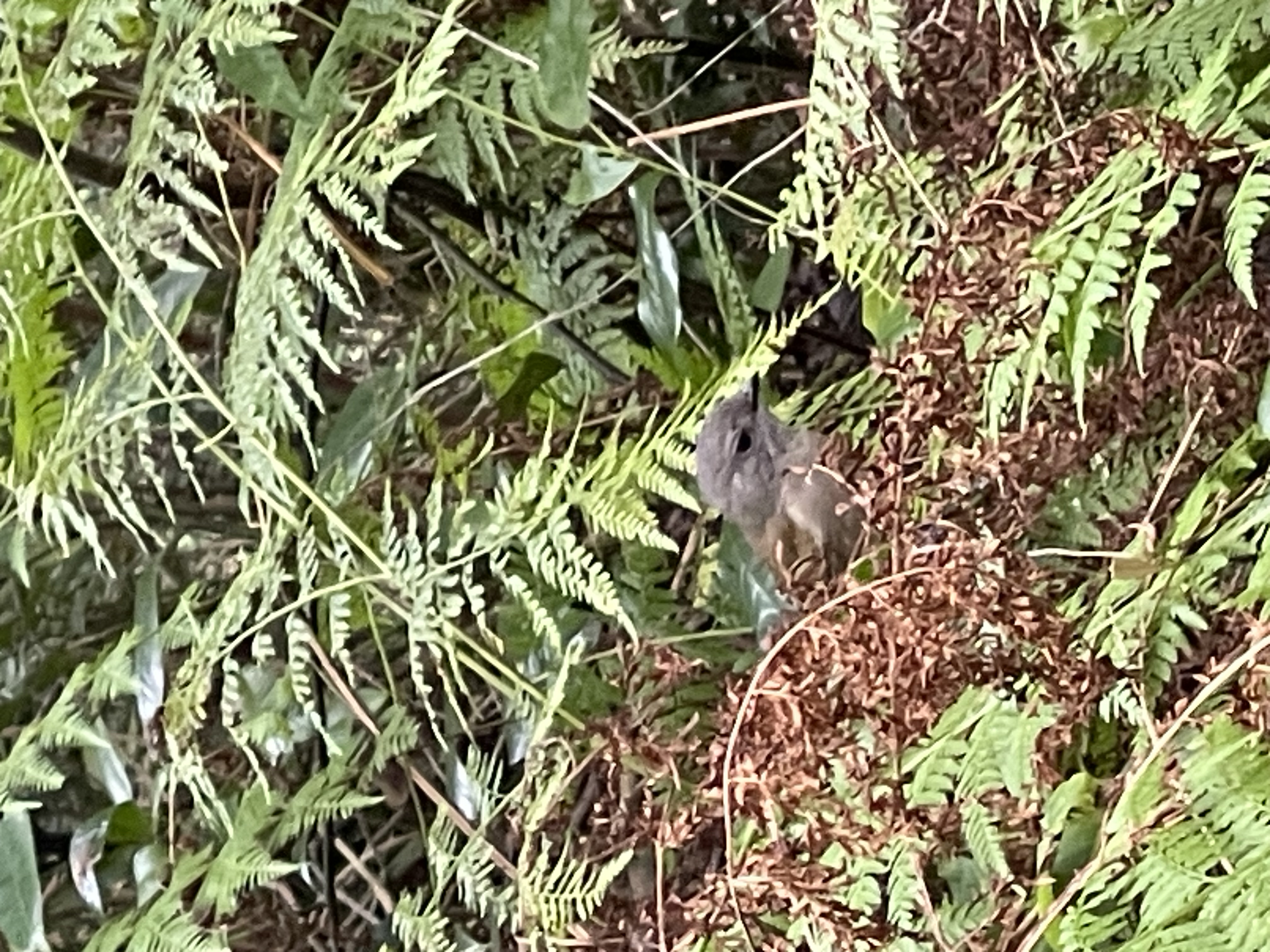 photo of grey shrikethrush, taken on my iPhone