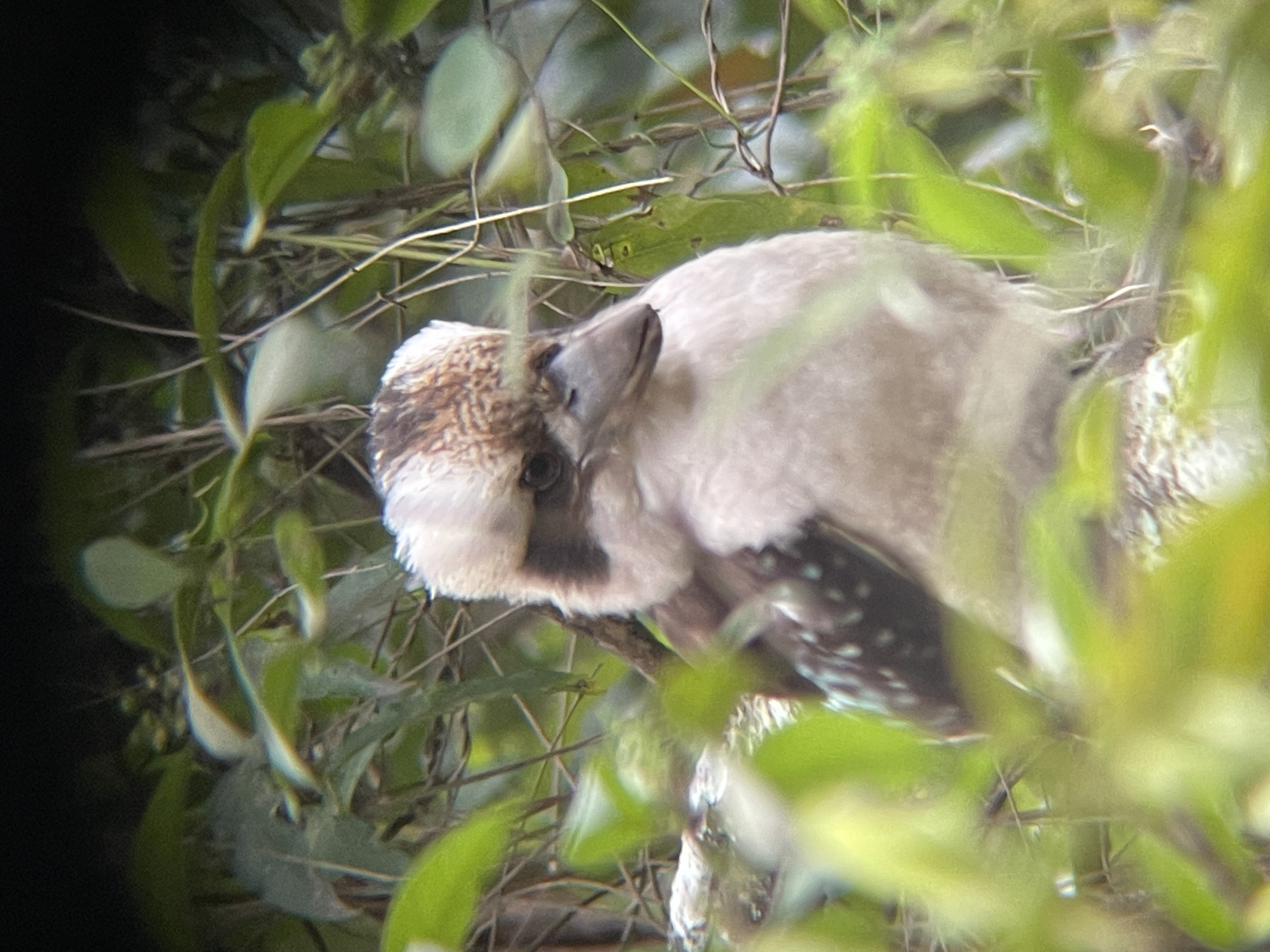 photo of a laughing kookaburra, taken on my iPhone through my binoculars