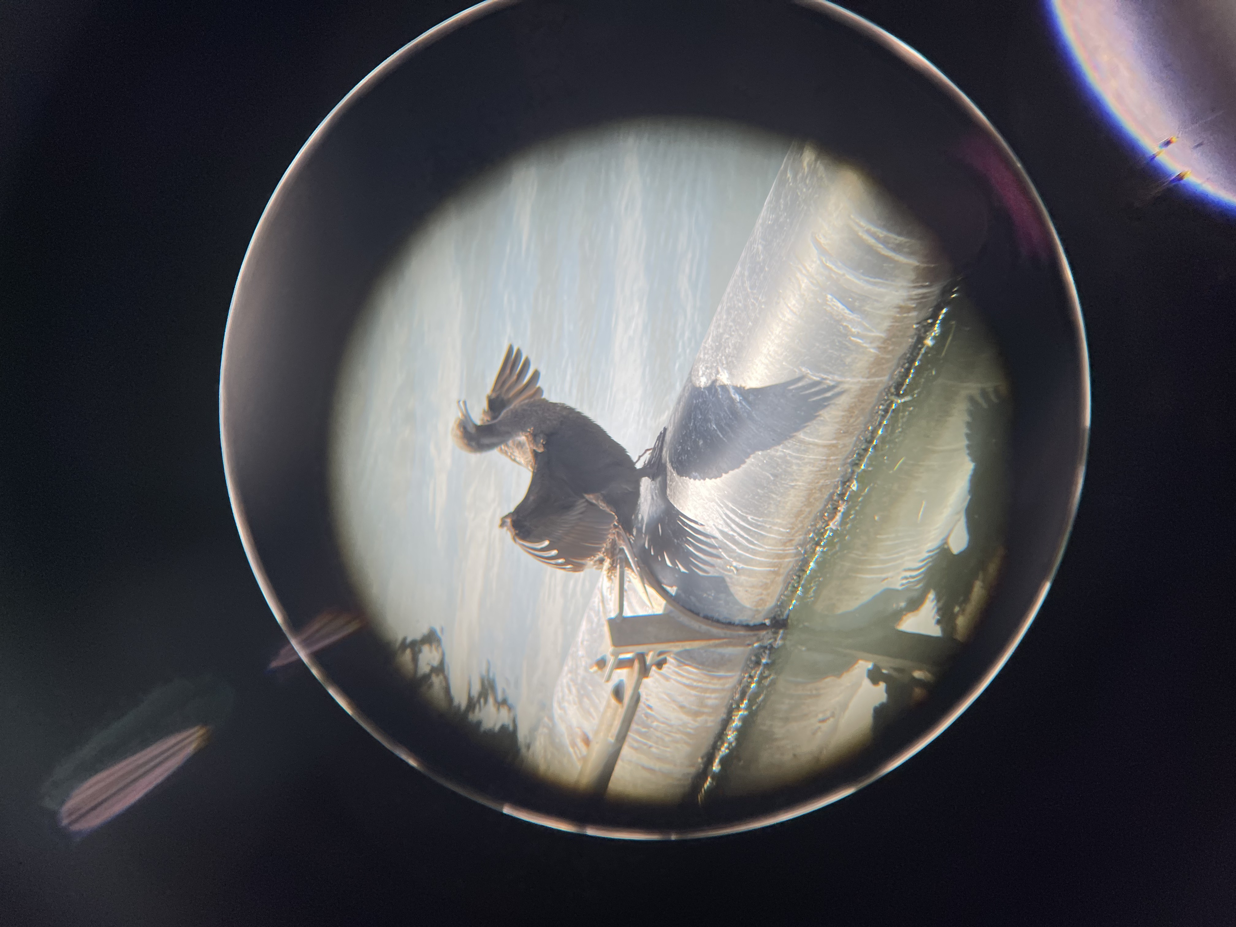 photo of little black cormorant, wings spread out to dry. taken on my iPhone through my binoculars