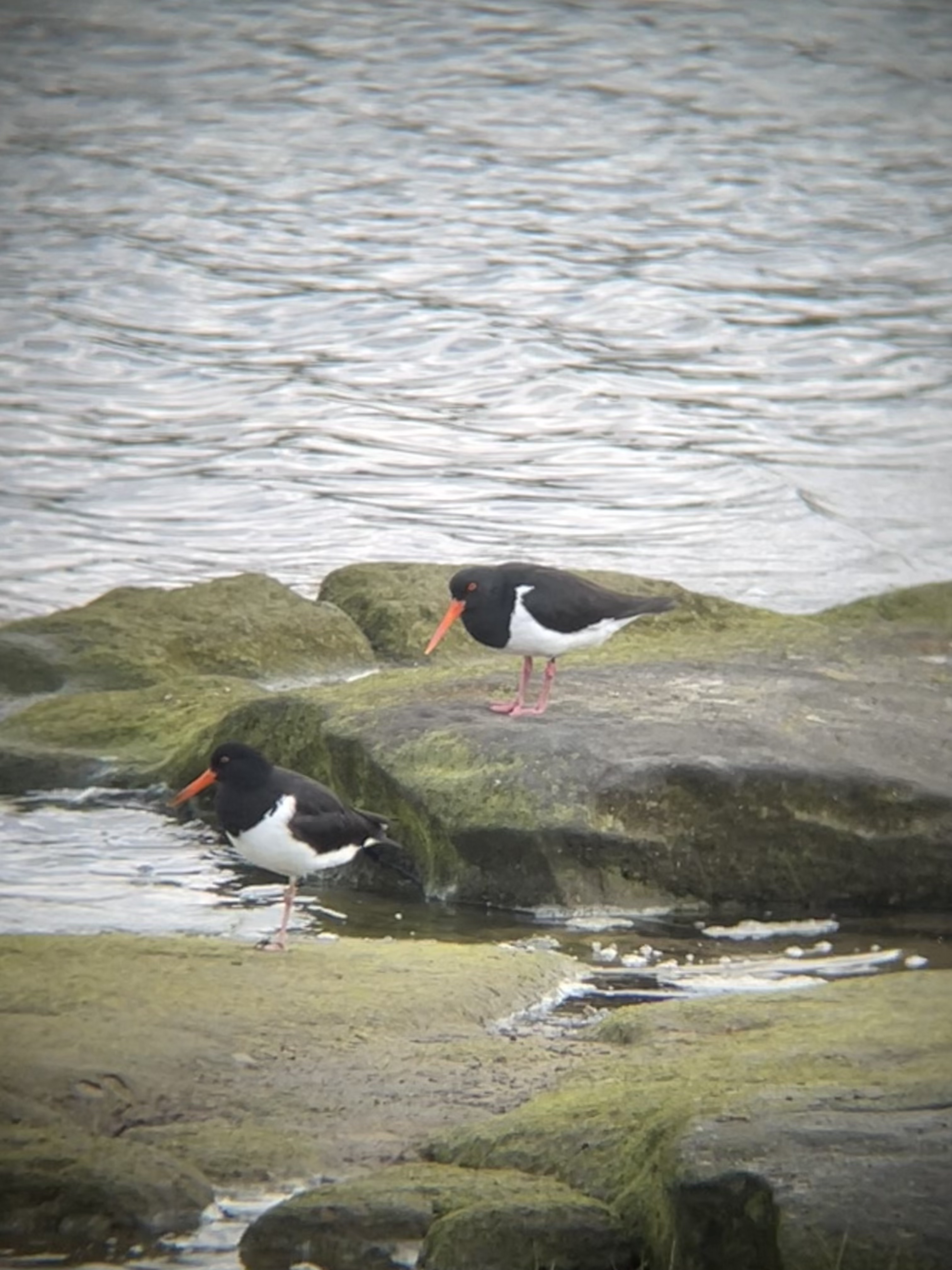 photo of pied oystercatcher, taken on my iPhone through my binoculars