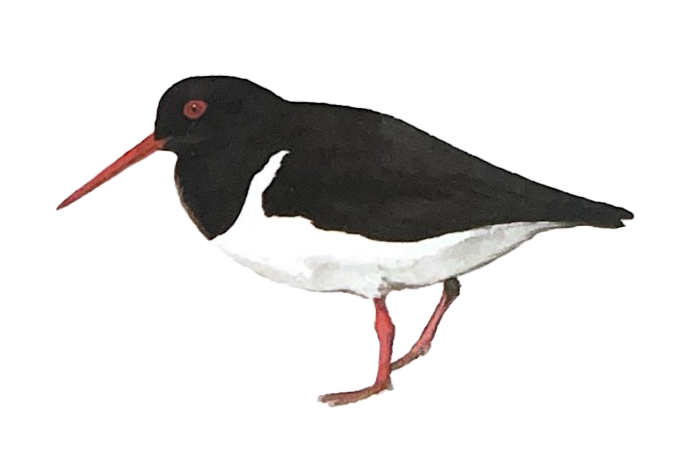 pied oystercatcher