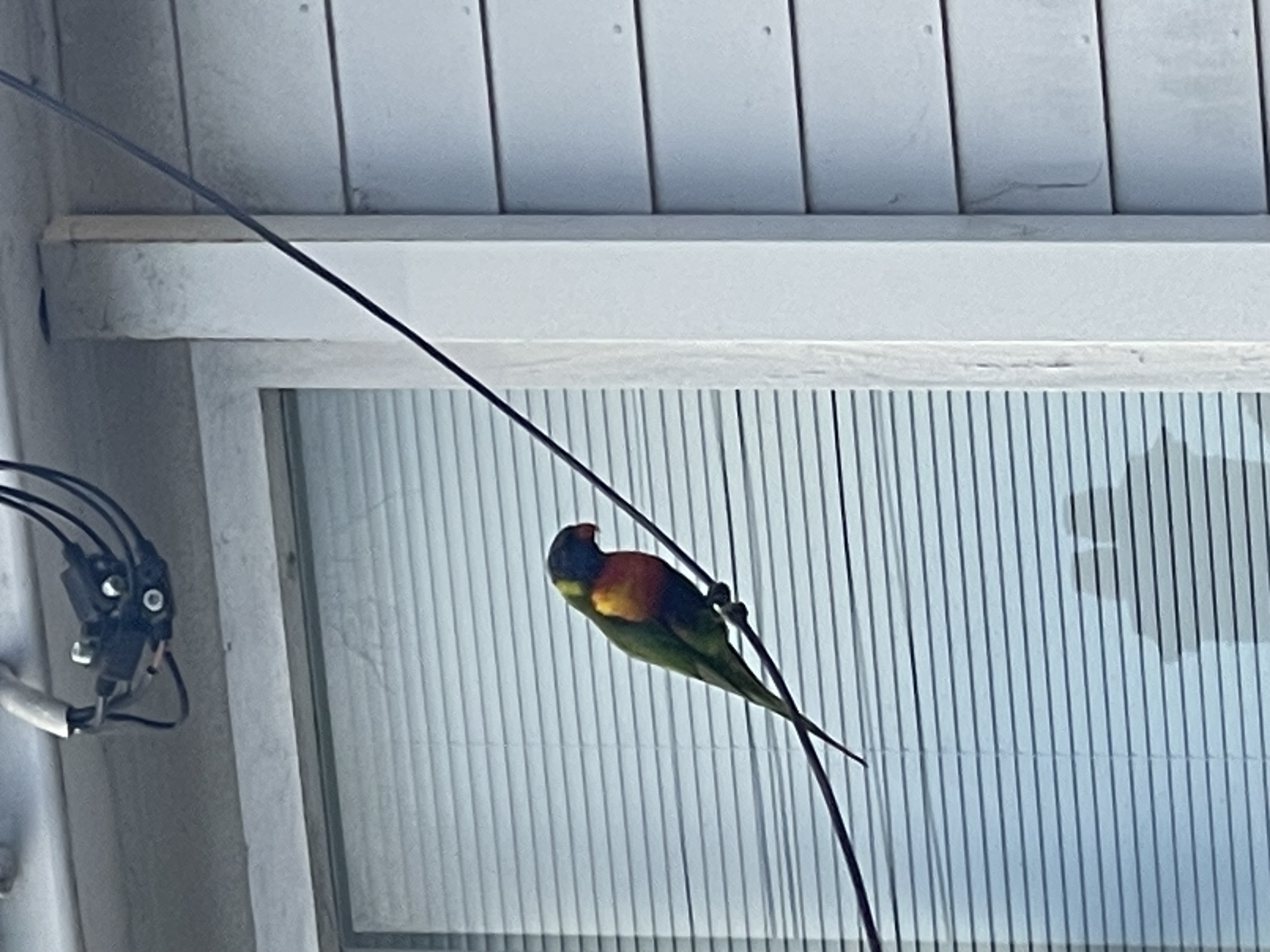 photo of rainbow lorikeet, taken on my iPhone