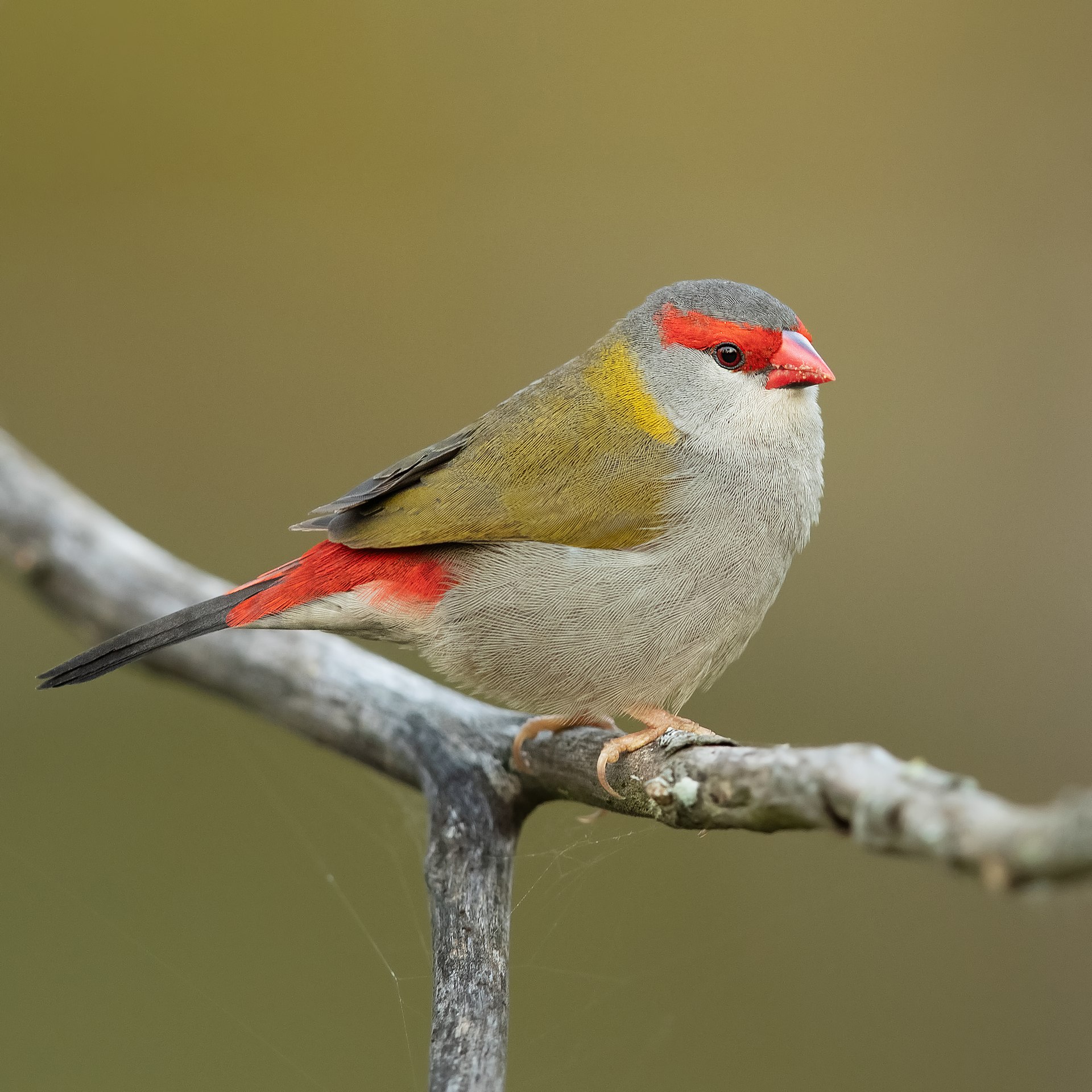 photo of a red-browed finch taken by jj harrison, via wikipedia