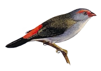 red-browed finch