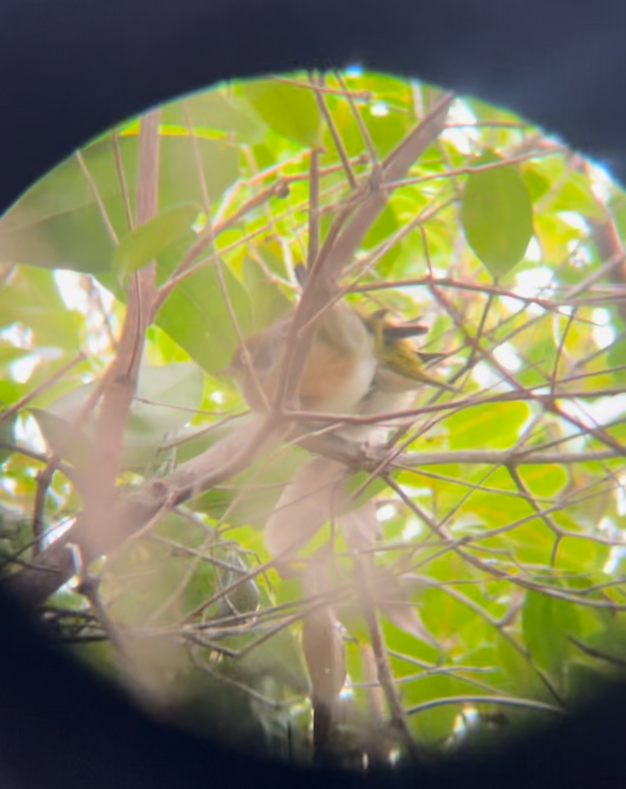 photo of a silvereye, taken on my iPhone