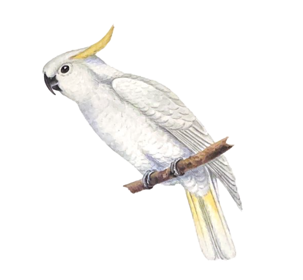 sulphur-crested cockatoo