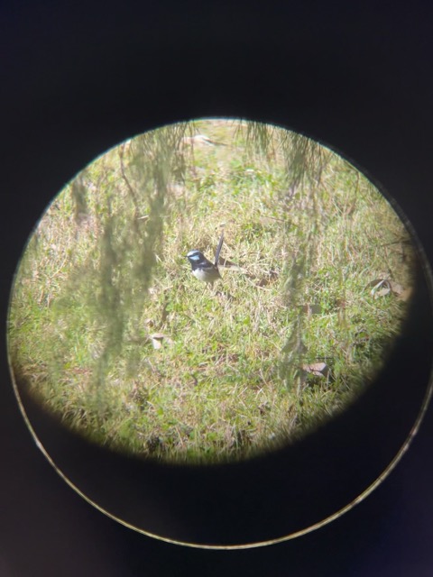 photo of superb fairywren, taken on my iPhone through my binoculars