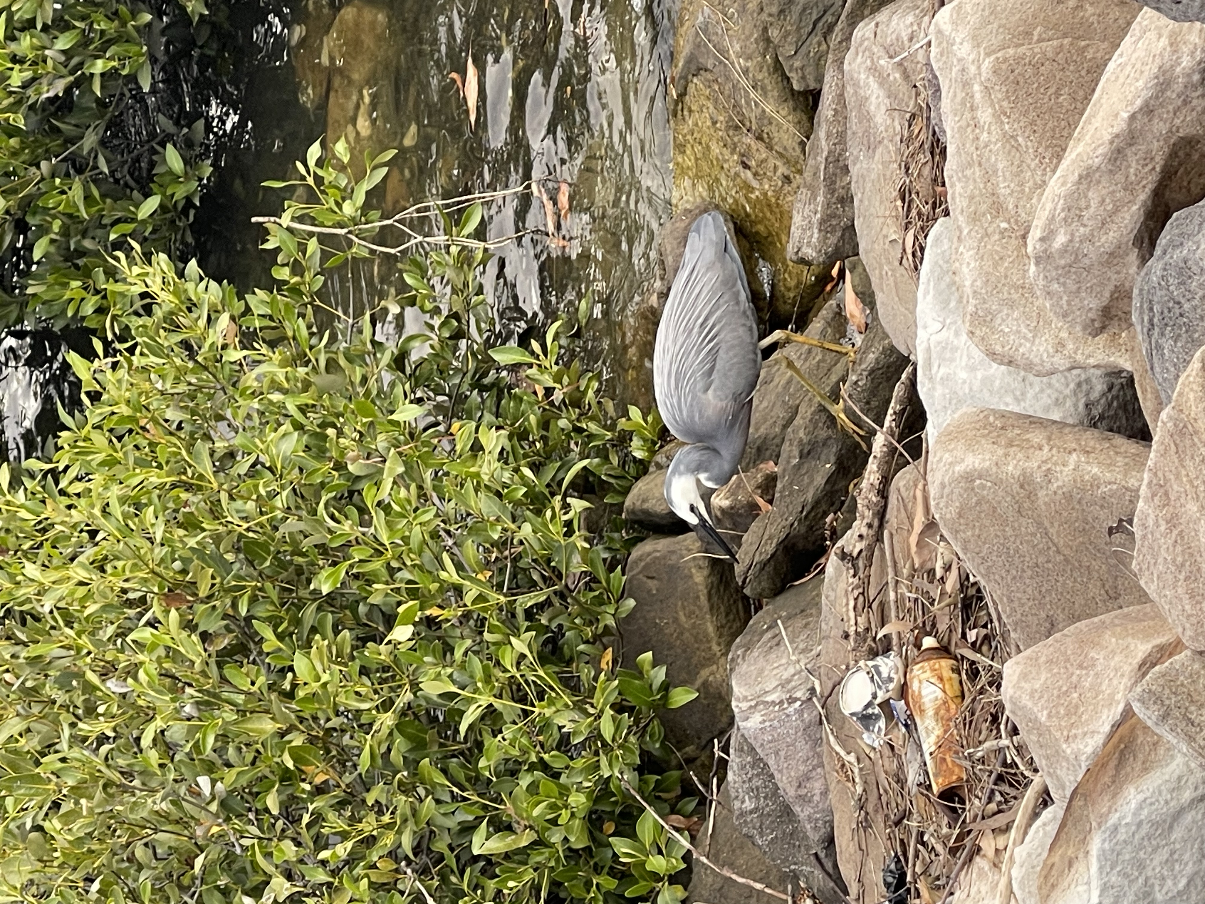 photo of a white-faced heron taken on my iphone