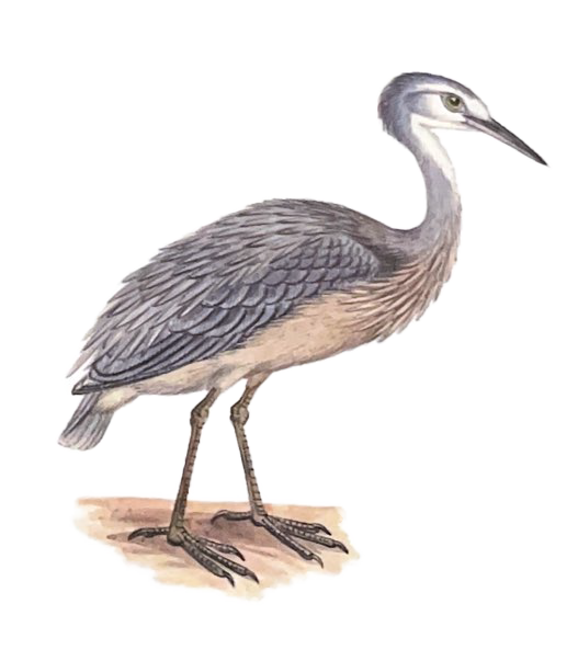 white-faced heron